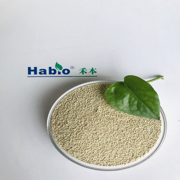Pó da enzima de Habio do Lipase da categoria da alimentação com certificação ISO9001